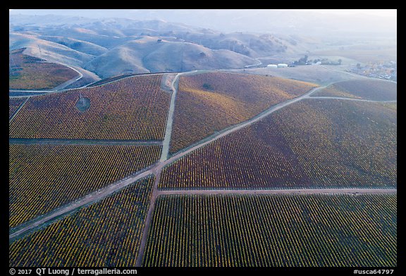 Aerial view of autumn vineyards with hazy hills. Livermore, California, USA (color)