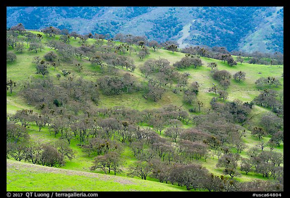 Hillside with oaks in winter, Del Valle Regional Park. Livermore, California, USA (color)