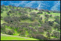 Hillside with oaks in winter, Del Valle Regional Park. Livermore, California, USA ( color)