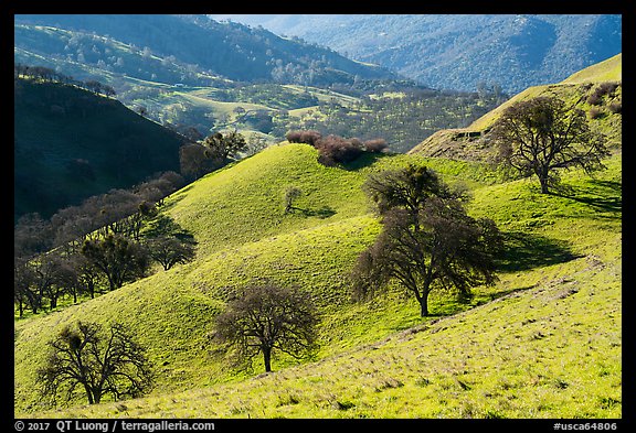 Oaks on green hills. Livermore, California, USA (color)