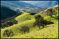 Oaks on green hills. Livermore, California, USA ( color)