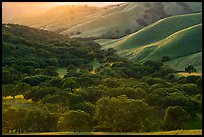 Oaks and hill ridges, spring, Del Valle Regional Park. Livermore, California, USA ( color)
