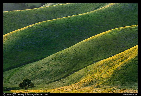 Oak and ridges, late afternoon, Del Valle Regional Park. Livermore, California, USA (color)