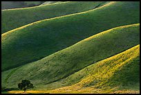 Oak and ridges, late afternoon, Del Valle Regional Park. Livermore, California, USA ( color)