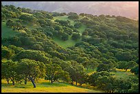 Oak trees in spring on hillside, Del Valle Regional Park. Livermore, California, USA ( color)