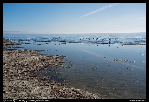 Salton Sea shore near Bombay Beach. California, USA (color)