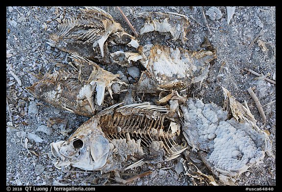 Close-up of dead fish, Bombay Beach. California, USA (color)