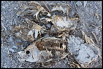 Close-up of dead fish, Bombay Beach. California, USA ( color)