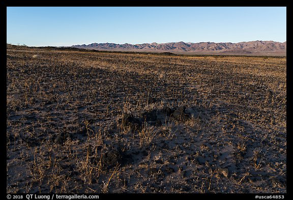 Grasses and Granite Mountains near Amboy. Mojave Trails National Monument, California, USA (color)