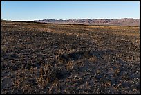 Grasses and Granite Mountains near Amboy. Mojave Trails National Monument, California, USA ( color)