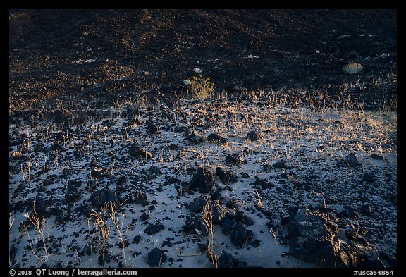 Grasses and volcanic rocks. Mojave Trails National Monument, California, USA (color)