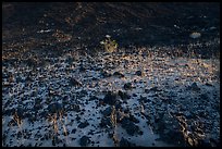 Grasses and volcanic rocks. Mojave Trails National Monument, California, USA ( color)