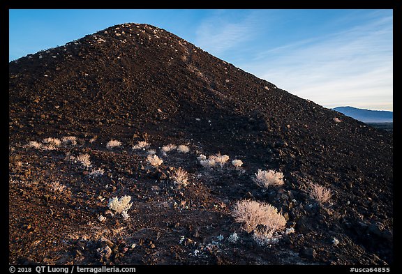 Bushes on Amboy Crater. Mojave Trails National Monument, California, USA