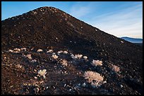 Bushes on Amboy Crater. Mojave Trails National Monument, California, USA ( color)