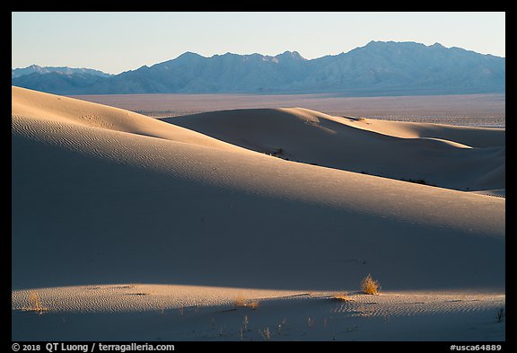 Bush and ridges, Cadiz Sand Dunes. Mojave Trails National Monument, California, USA