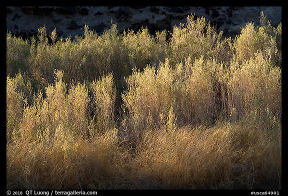 Backlit river vegetation, Afton Canyon. Mojave Trails National Monument, California, USA (color)