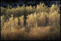 Backlit river vegetation, Afton Canyon. Mojave Trails National Monument, California, USA ( color)