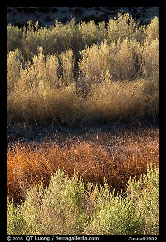 Willows along Mojave River, Afton Canyon. Mojave Trails National Monument, California, USA