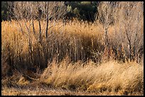 Willows in winter, Afton Canyon. Mojave Trails National Monument, California, USA ( color)