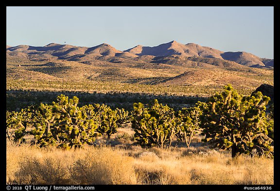 Grasses, Joshua Trees and mountains. Castle Mountains National Monument, California, USA (color)