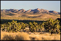 Grasses, Joshua Trees and mountains. Castle Mountains National Monument, California, USA ( color)