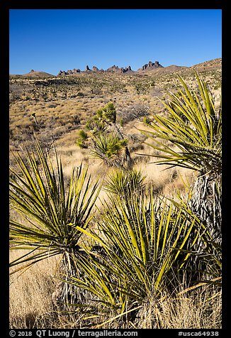 Yuccas and distant Castle Peaks. Castle Mountains National Monument, California, USA (color)