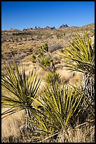 Yuccas and distant Castle Peaks. Castle Mountains National Monument, California, USA ( color)