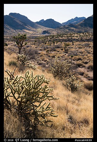 Cacti and Castle Mountains. Castle Mountains National Monument, California, USA (color)