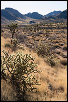 Cacti and Castle Mountains. Castle Mountains National Monument, California, USA ( color)