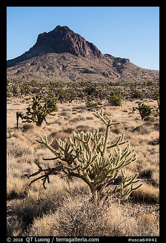 Cactus, Joshua Trees, grassland, and Hart Peak. Castle Mountains National Monument, California, USA