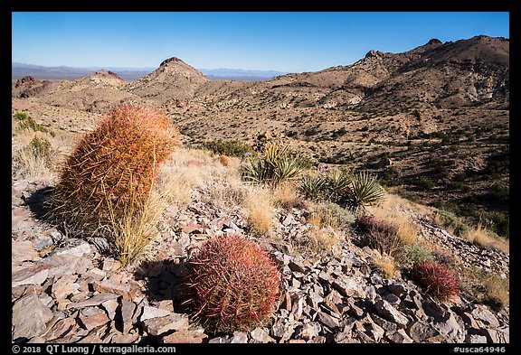 Desert plants, Castle Mountains. Castle Mountains National Monument, California, USA (color)