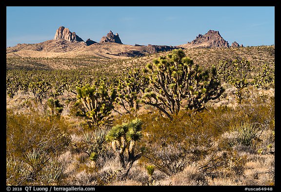 Joshua Trees and Castle Peaks. Castle Mountains National Monument, California, USA (color)