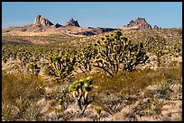 Joshua Trees and Castle Peaks. Castle Mountains National Monument, California, USA ( color)