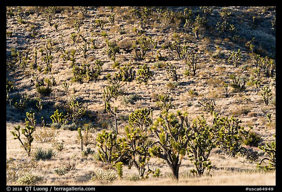 Dense Joshua Tree forest of slope. Castle Mountains National Monument, California, USA (color)