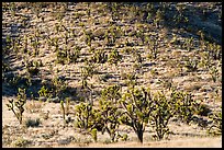 Dense Joshua Tree forest of slope. Castle Mountains National Monument, California, USA ( color)