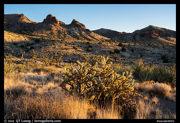Cacti and Castle Mountains. Castle Mountains National Monument, California, USA (color)