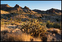 Cacti and Castle Mountains. Castle Mountains National Monument, California, USA ( color)