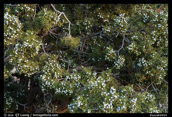 Close up of juniper and seed cones. Castle Mountains National Monument, California, USA (color)