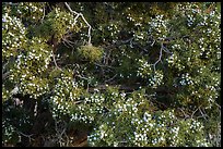 Close up of juniper and seed cones. Castle Mountains National Monument, California, USA ( color)