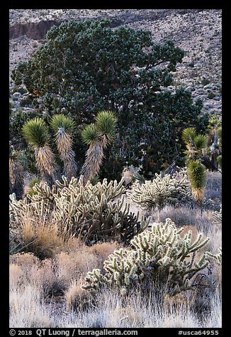Cactus, yucca, and juniper. Castle Mountains National Monument, California, USA (color)