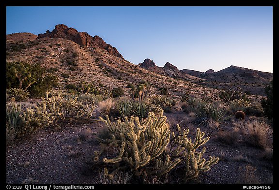 Cactus and Castle Mountains, dusk. Castle Mountains National Monument, California, USA (color)
