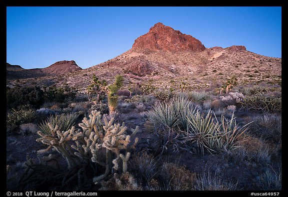 Cactus and Hart Peak, twilight. Castle Mountains National Monument, California, USA (color)