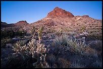 Cactus and Hart Peak, twilight. Castle Mountains National Monument, California, USA ( color)