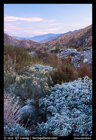 Lush riparian vegetation, Whitewater Preserve. Sand to Snow National Monument, California, USA (color)