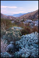 Lush riparian vegetation, Whitewater Preserve. Sand to Snow National Monument, California, USA ( color)