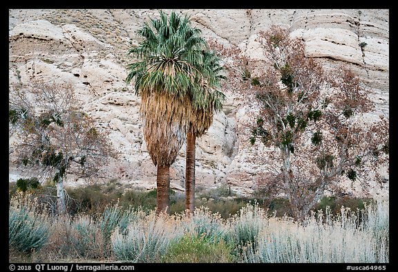 Palm trees and cliffs, Whitewater Preserve. Sand to Snow National Monument, California, USA (color)
