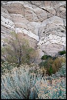 Riparian vegetation and cliffs, Whitewater Preserve. Sand to Snow National Monument, California, USA ( color)