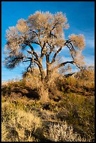 Fremont Cottonwood with bare branches, Mission Creek Preserve. Sand to Snow National Monument, California, USA ( color)
