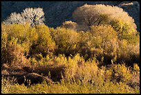 Riparian desert vegetation and cottowoods in winter, Mission Creek Preserve. Sand to Snow National Monument, California, USA ( color)