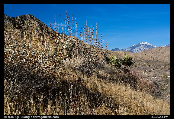 Desert plants and San Gorgonio Mountain in winter, Mission Creek Preserve. Sand to Snow National Monument, California, USA (color)
